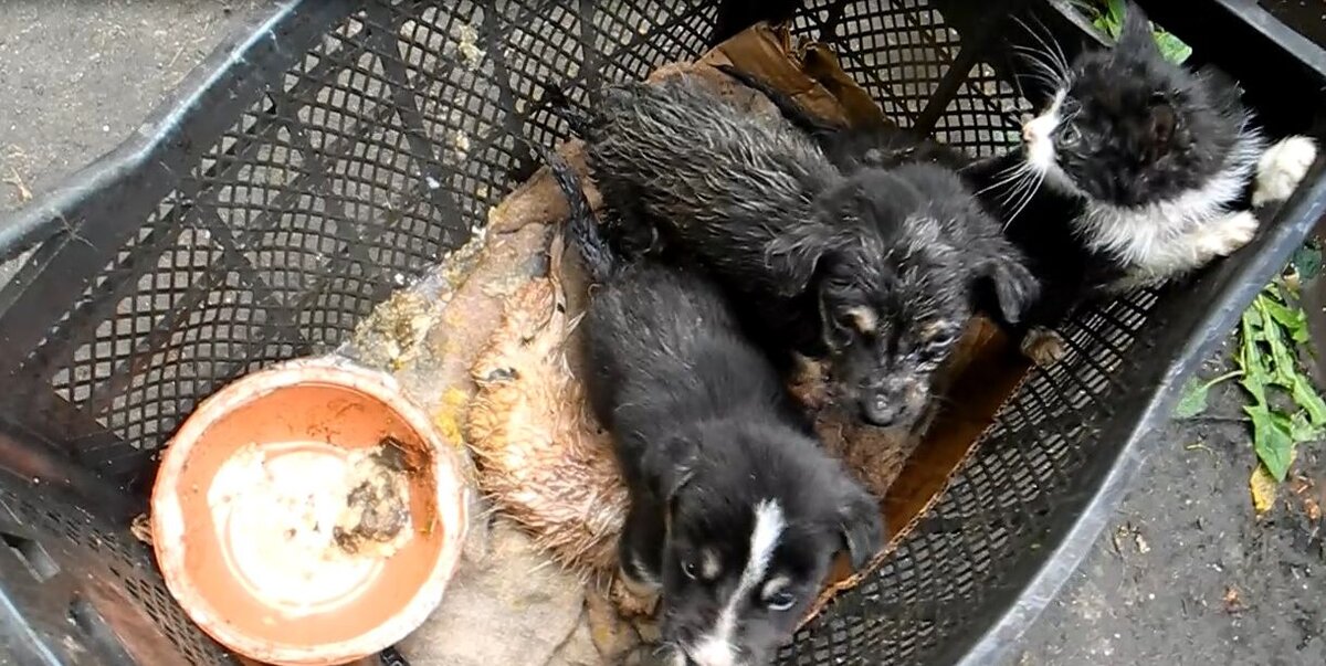 Эти животные уже мертвы на момент публикации. Инфекция и голод.