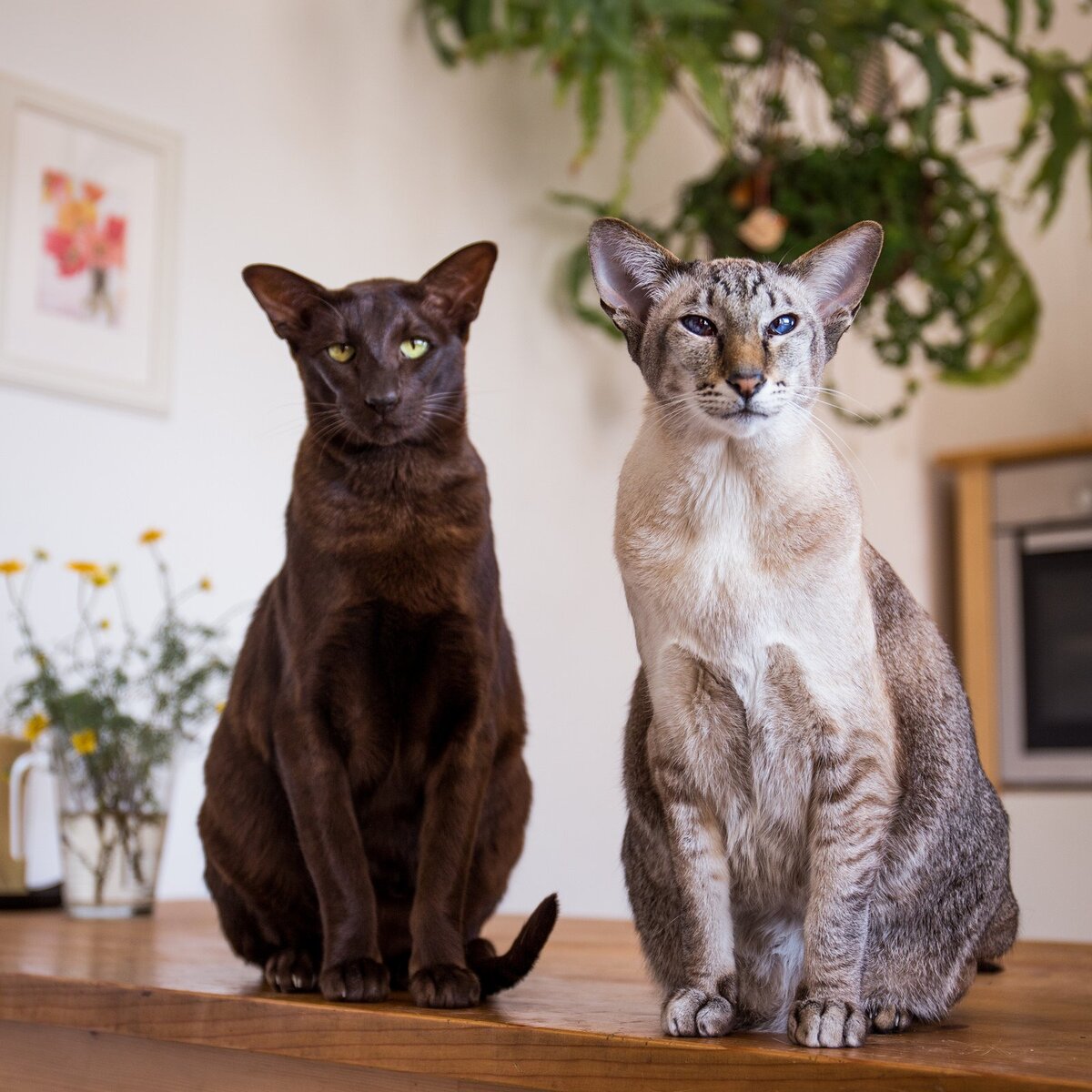 Коты грузины : особенности ориентальной породы кошек | Кошки & Собаки | Дзен