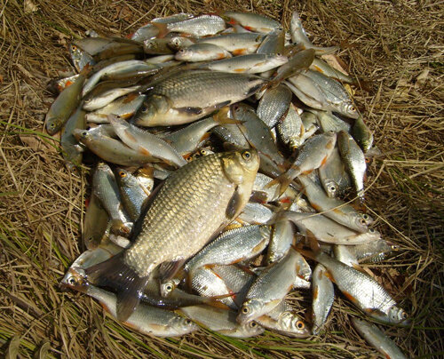 (фото из инета)