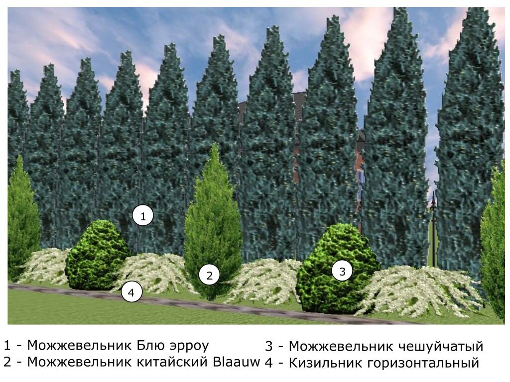 Туи брабант схема посадки для живой изгороди