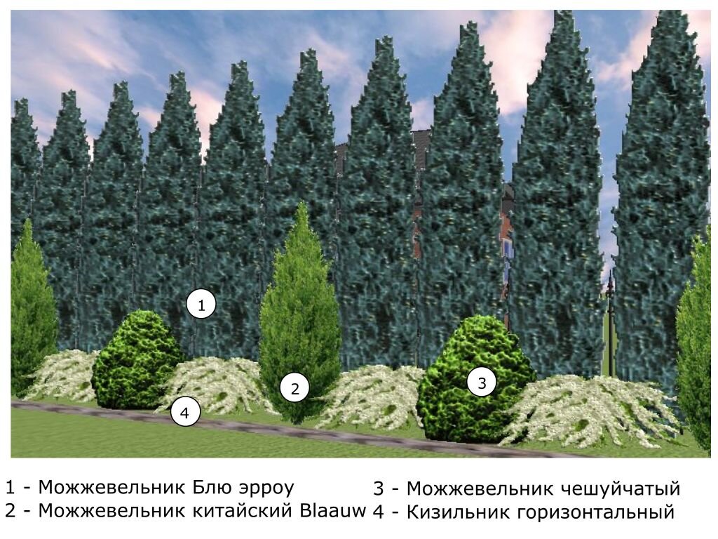 Схема можжевельник. Можжевельник Блю Эрроу в и туя Смарагд в живой изгороди ландшафтном. Живая изгородь из можжевельника Блю Эрроу. Можжевельник Блю Эрроу туя Смарагд изгородь. Схема посадки туи.