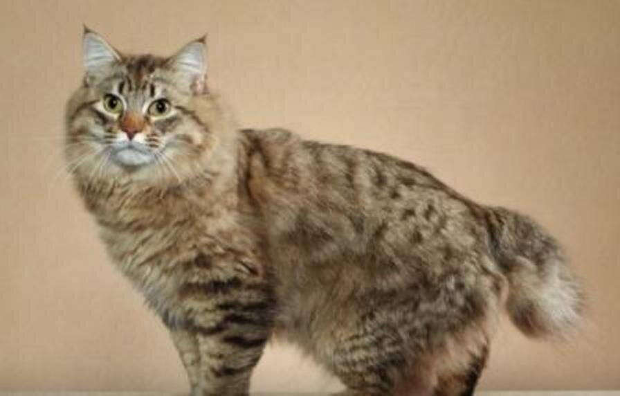 Американский бобтейл