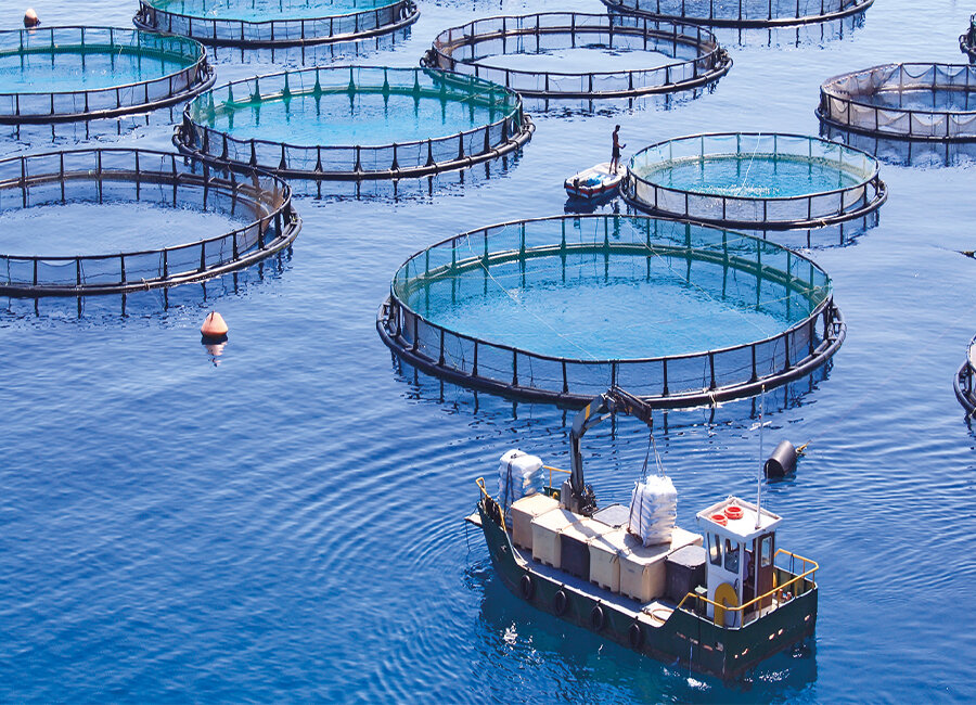 
Легальной называется продукция, которая изымается у самок осетра, выращиваемых в искусственном водоеме. Вблизи фермы не должно быть промышленных производств и крупных заводов, загрязняющих атмосферу. Вода в идеале проходит многоступенчатую очистку.
Отличительные особенности легальной продукции:
