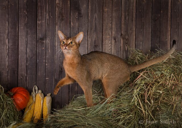 На воле метки показывают кто из котов главный в прайде, призывают самок.