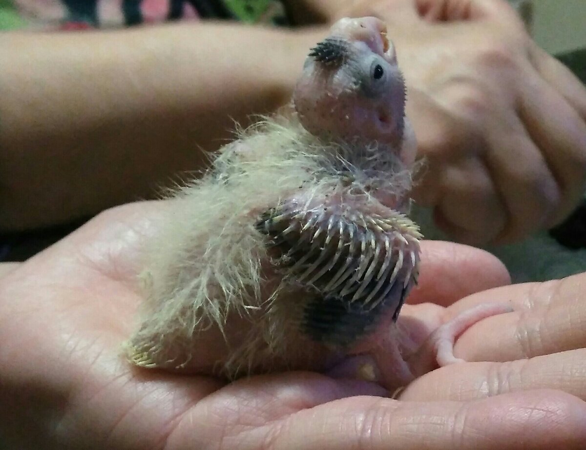 Хозяйка прислала нам фото нашей птички в детстве. Вот такое смешное чудо!