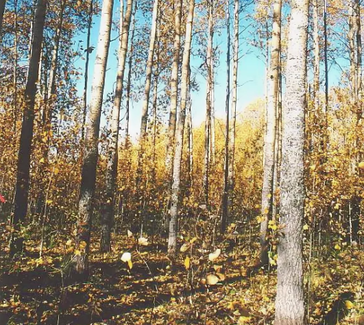 Вот почти как у нас осинник, только у нас погуще