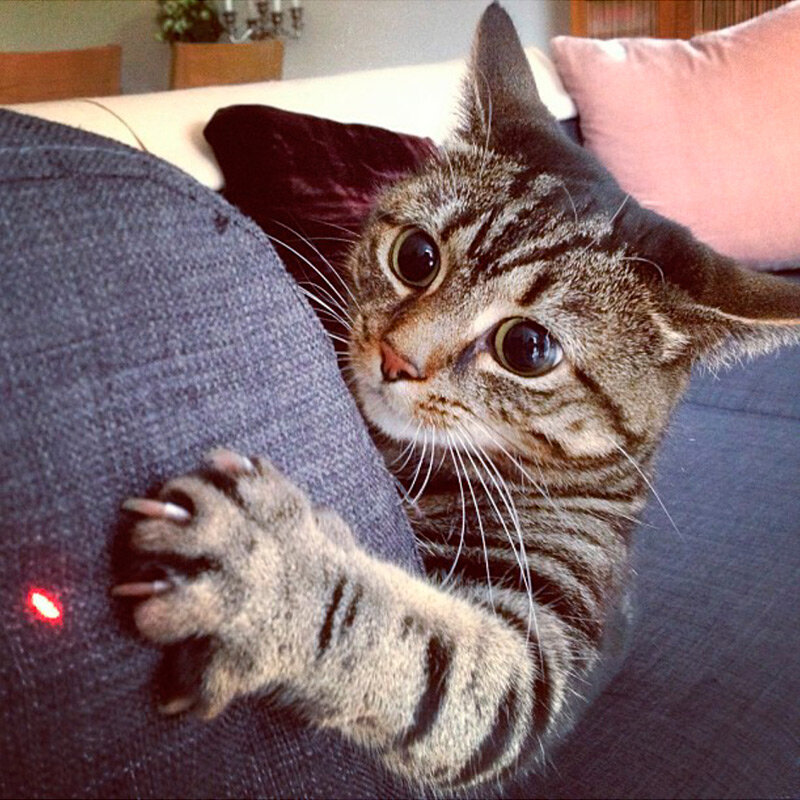 Источник: catstock.ru