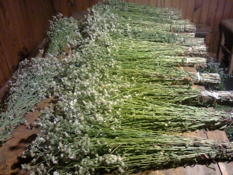 Сбор трав из мяты.