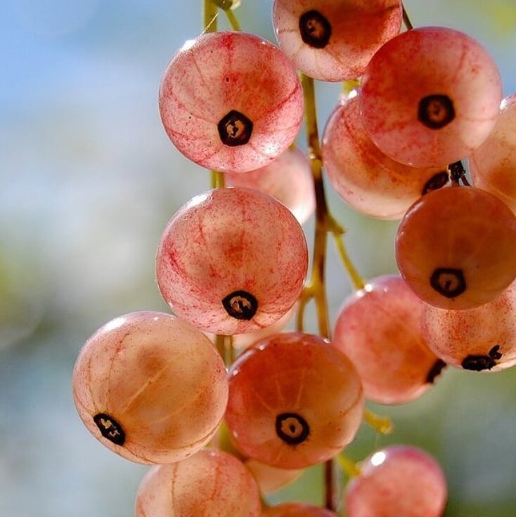 ягоды розовой смородины