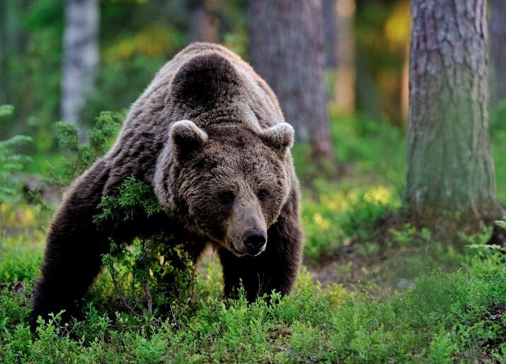 http://sibkray.ru/upload/iblock/8be/8be9b4d761cfb61c6245c481e4b760cd.jpg