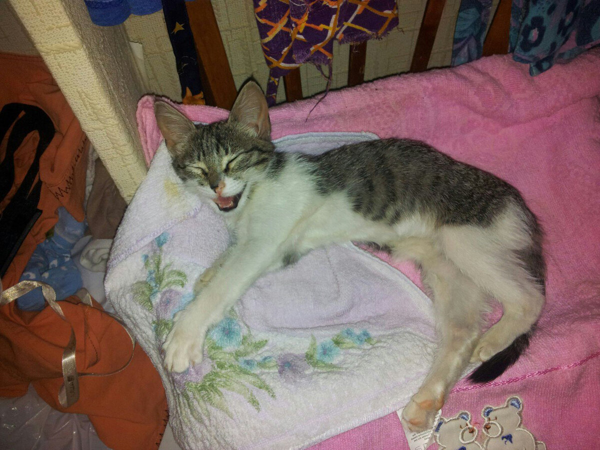 Кнопа худохопа 