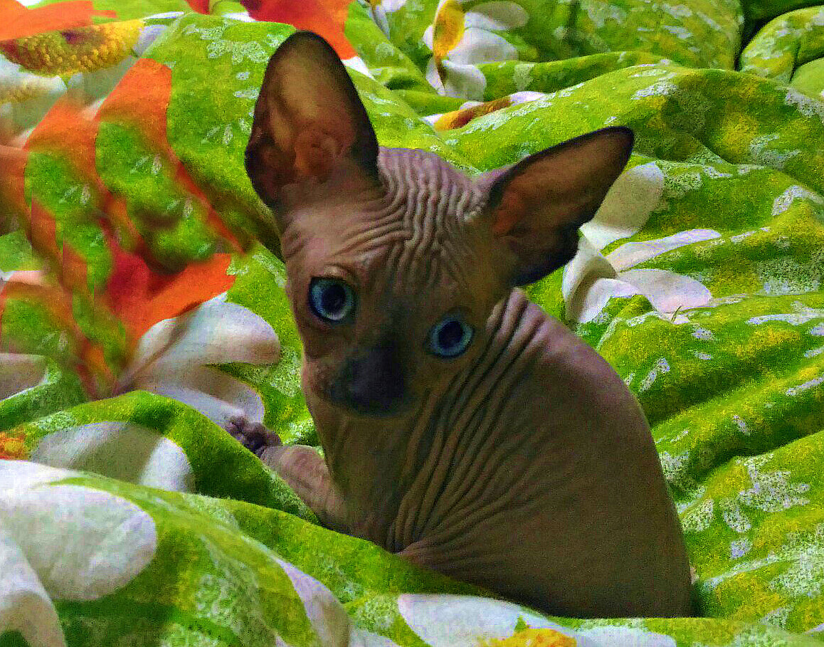 У меня знакомая аллергик, но спокойно уживается с таким вот лысеньким сфинксом. Говорят, эта порода тоже вполне себе гипоаллергенна. Достался ей всего за 1000 рублей. Красавчик же?