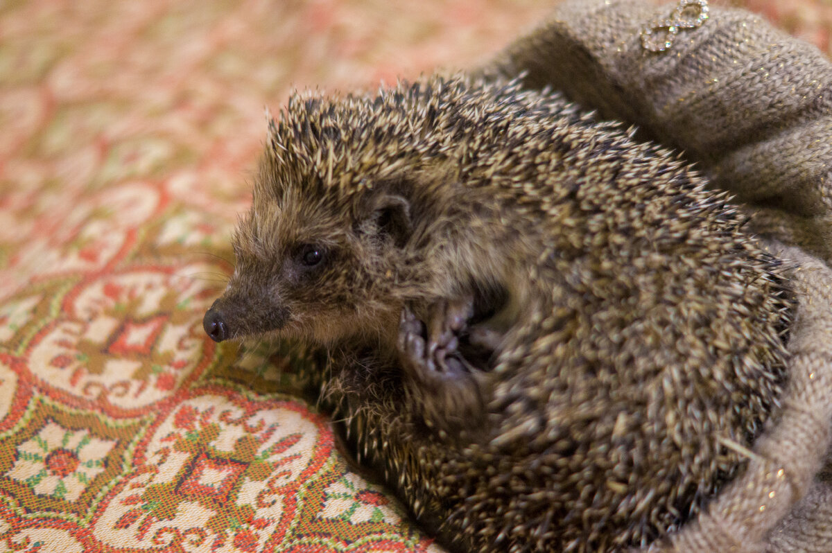 Фото автора