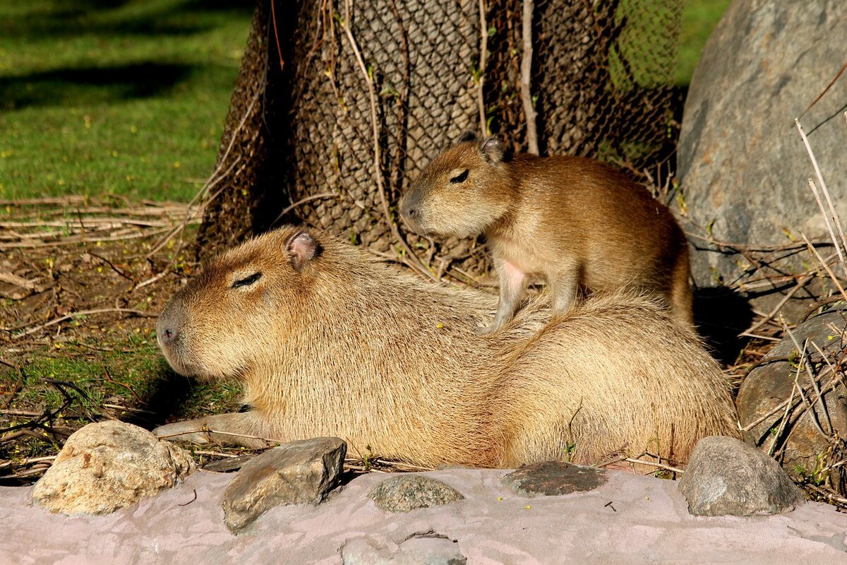 Кафе с капибарой в москве где находится. Вомбат и капибара. Капибары в Московском зоопарке. Вольер капибар в Московском зоопарке. Кабибра в Московском зоопарке