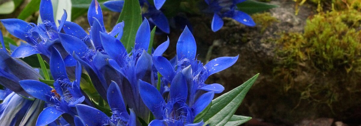 Пронзительно-синий цвет горечавки. Внимание! Это не фотошоп!