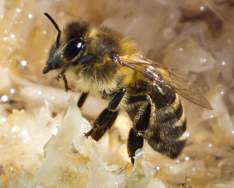  Какие породы пчёл существуют и какая из них лучше? Стоит ли разводить Карнику или Бакфаст, а может обычная Среднерусская лучше по совокупности характеристик?