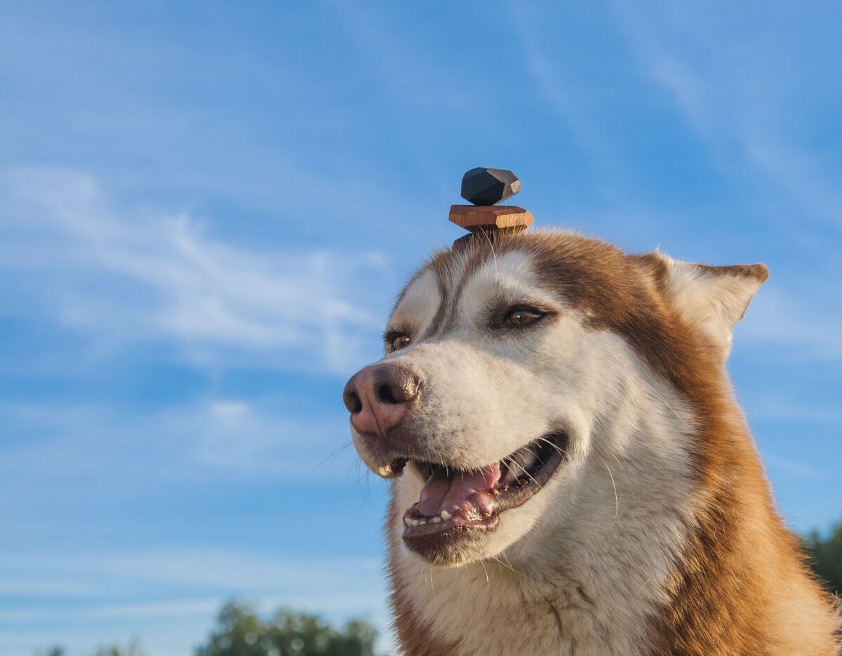 Выдержка уровня Дзен. Как научить собаку держать предмет на носу | In Dogs  we Trust | Дзен