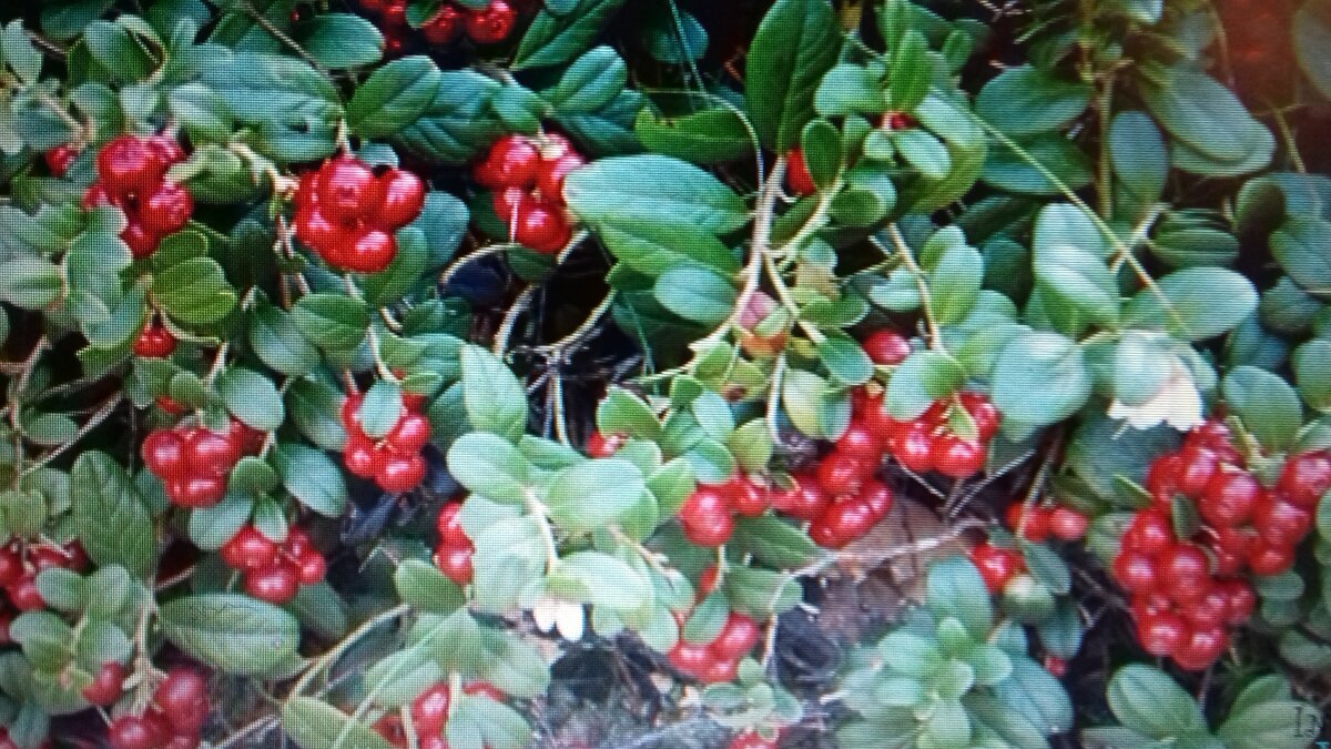 Это широко распространенное заболевание. При артрите появляются боли в суставе при движениях, иногда ограничивается подвижность, появляется припухлость, изменяется форма сустава. Заболевание одного сустава - это (моноартрит), многих суставов ( полиартрит). Артрит начинается внезапно и сопровождается сильными болями в суставе (острый артрит), развивается постепенно ( хронический артрит). Причинами артритов могут быть инфекционные заболевания, септические инфекции, наличие в организме очаговой инфекции. Существуют артриты и неинфекционного происхождения (артрозы) - травматические, аллергические, в результате нарушения обмена веществ, заболеваний нервной системы, недостатка витаминов.