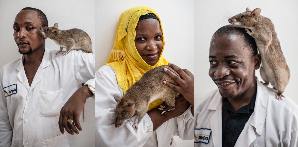 APOPO - сегодня организация в Танзании, которая занимается обучением уникальных крыс (на фото ученые и африканские крысы)