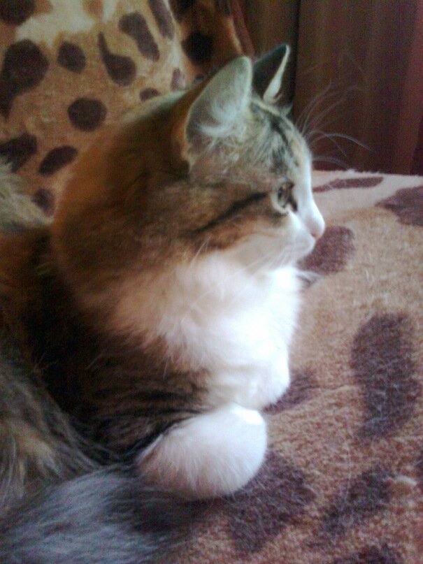 Загадочная улыбка кошачьей Джаконды...)   Фото из личного архива автора.