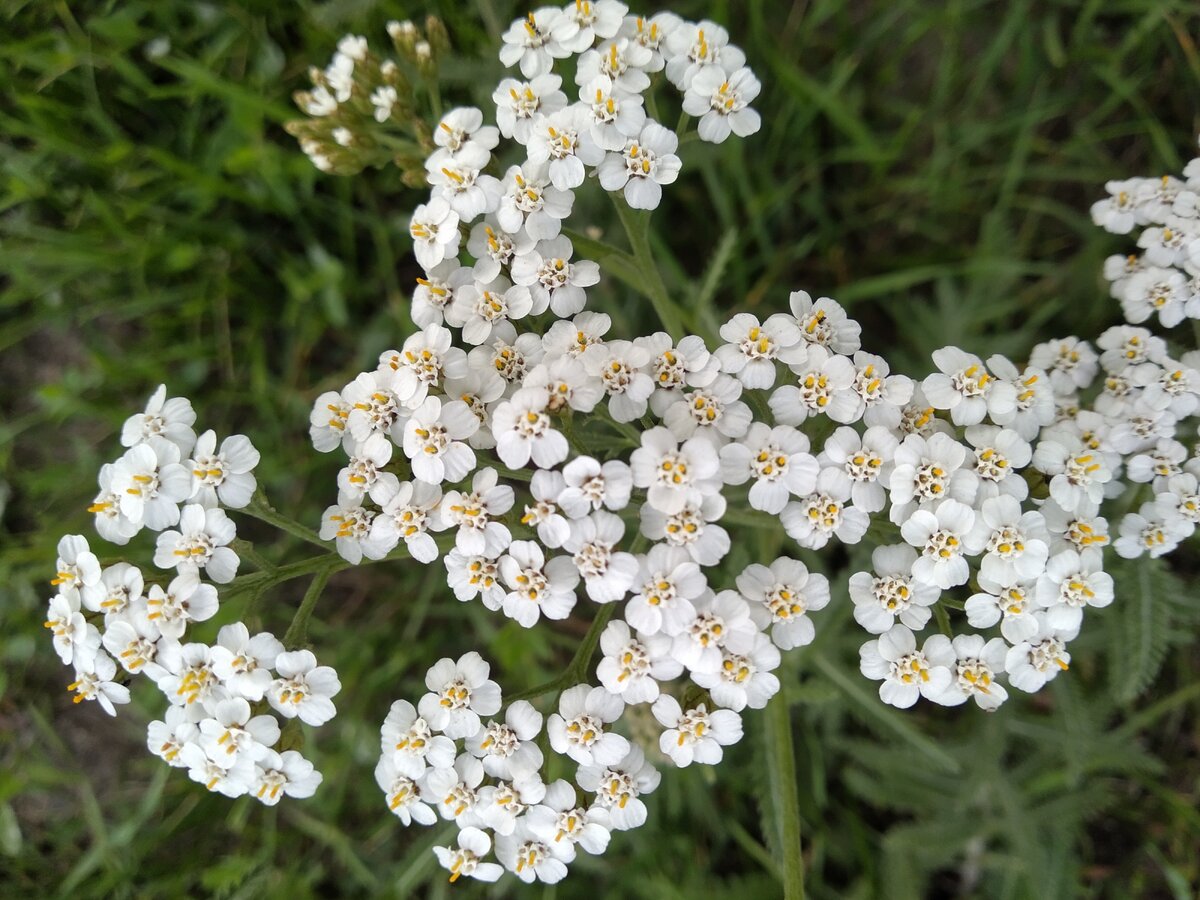 сегодня сфоткала. люблю эти странные цветы. полевые цветы вообще люблю. 