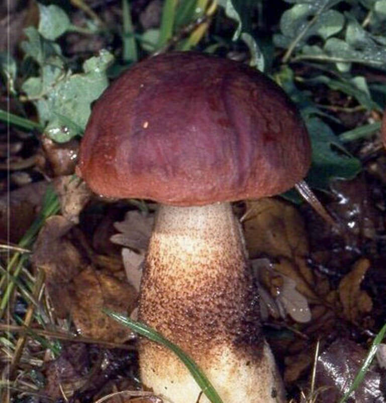 ПОДОСИНОВИК ДУБОВЫЙ