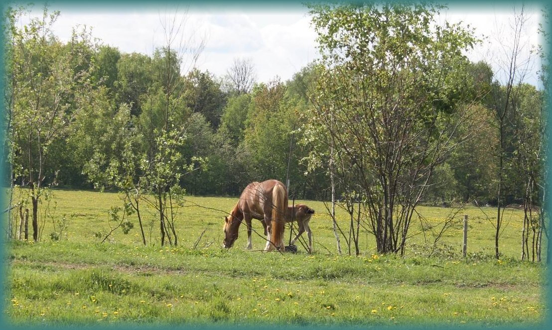 Лошадям хорошо, у них нет таких мыслей