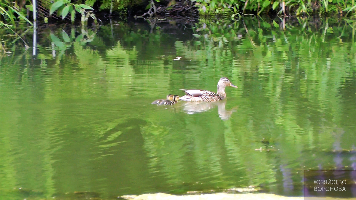 первая утка с утятами