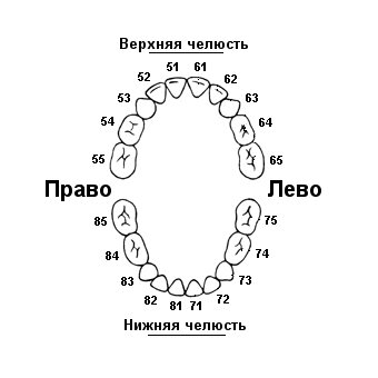 Гнатологический словарь. Часть 19