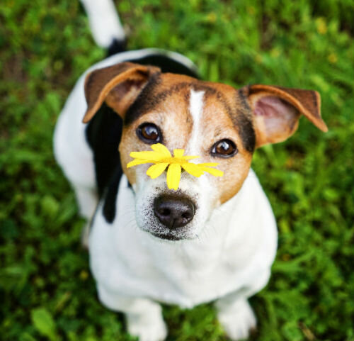Собаки без запаха: все о породах, их преимущества и недостатки