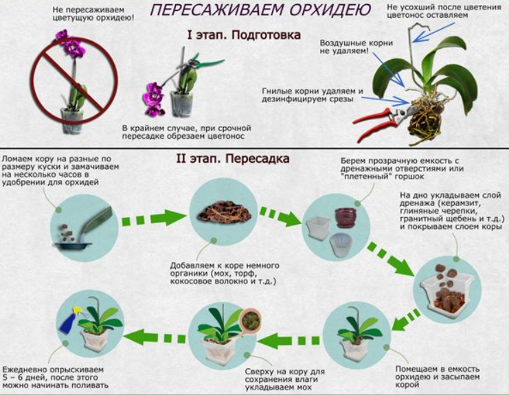 Пересадить орхидею в больший горшок