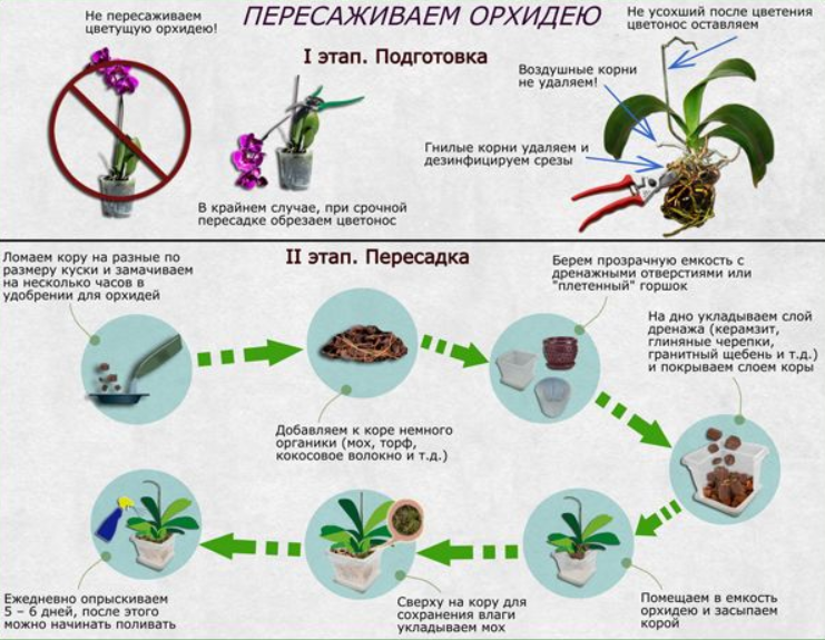 Можно ли пересадить цветущую орхидею в домашних. Как пересадить орхидею в домашних условиях. Как правильно пересаживать орхидею в домашних условиях пошагово. Правильная посадка орхидеи фаленопсис. Пересадка орхидеи в другой грунт.