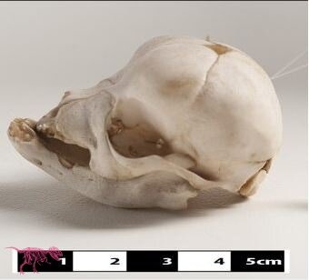 Череп древней собаки.