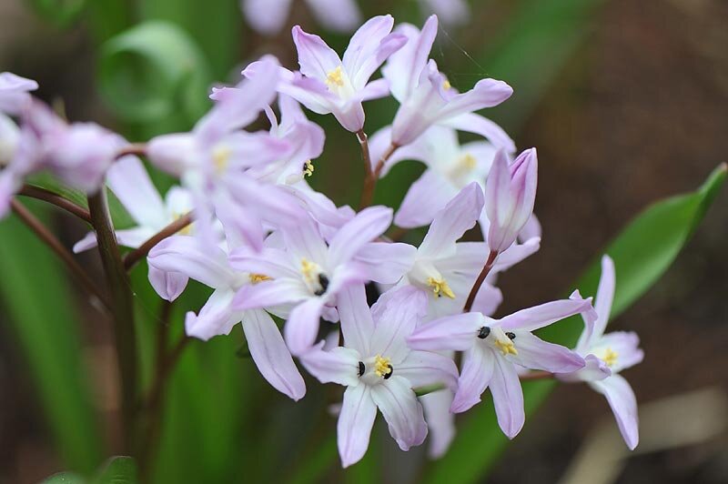 Хионодокса Pink Giant