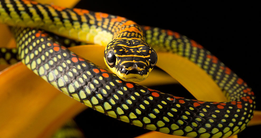 Украшенная змея. Chrysopelea Paradisi змея. Полоз куроед. Тигровый полоз. Райская украшенная змея Chrysopelea Paradisi.
