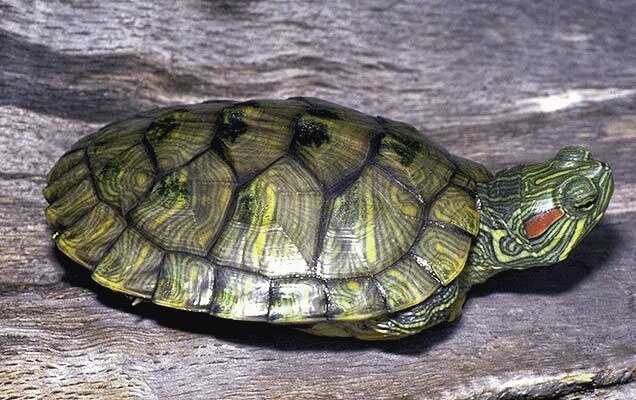 Фото из интернета