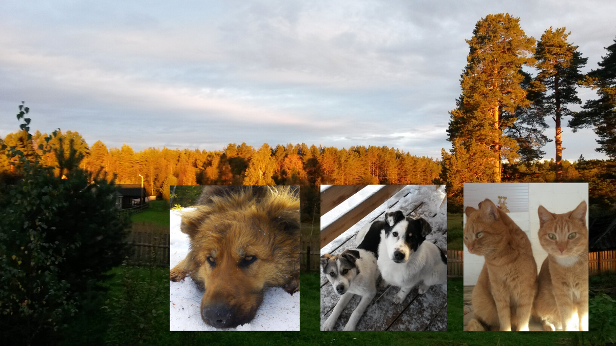 Мои хвостики