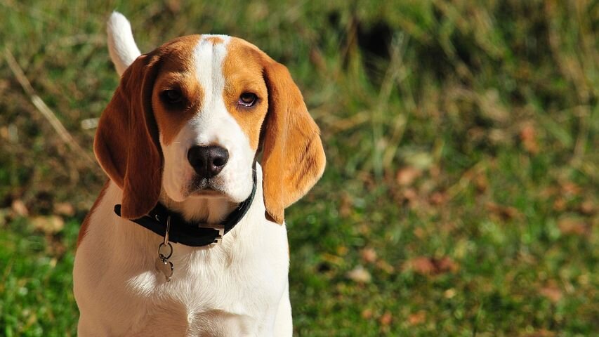 https://cdn.pixabay.com/photo/2016/12/27/03/04/pet-1933138_1280.jpg