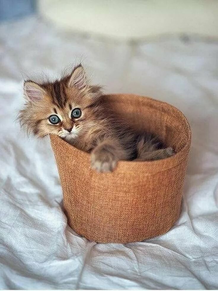 Маленькие котики