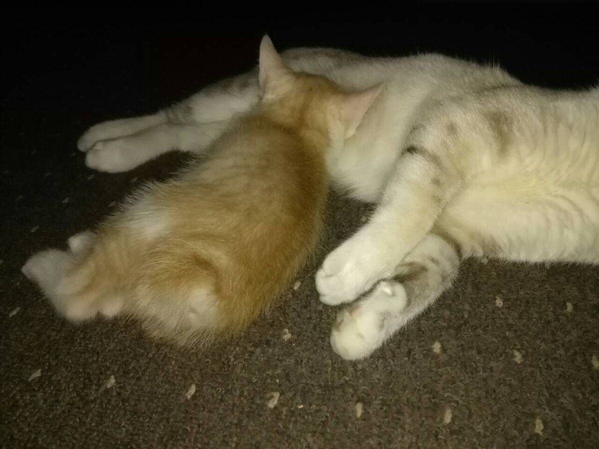 Вот такой крошечный хвостик