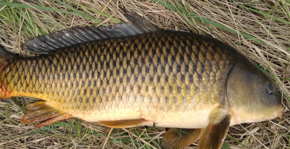 Фото не моё. Это для примера