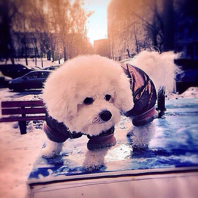 И звезда нашей стать - вот этот пёсель.