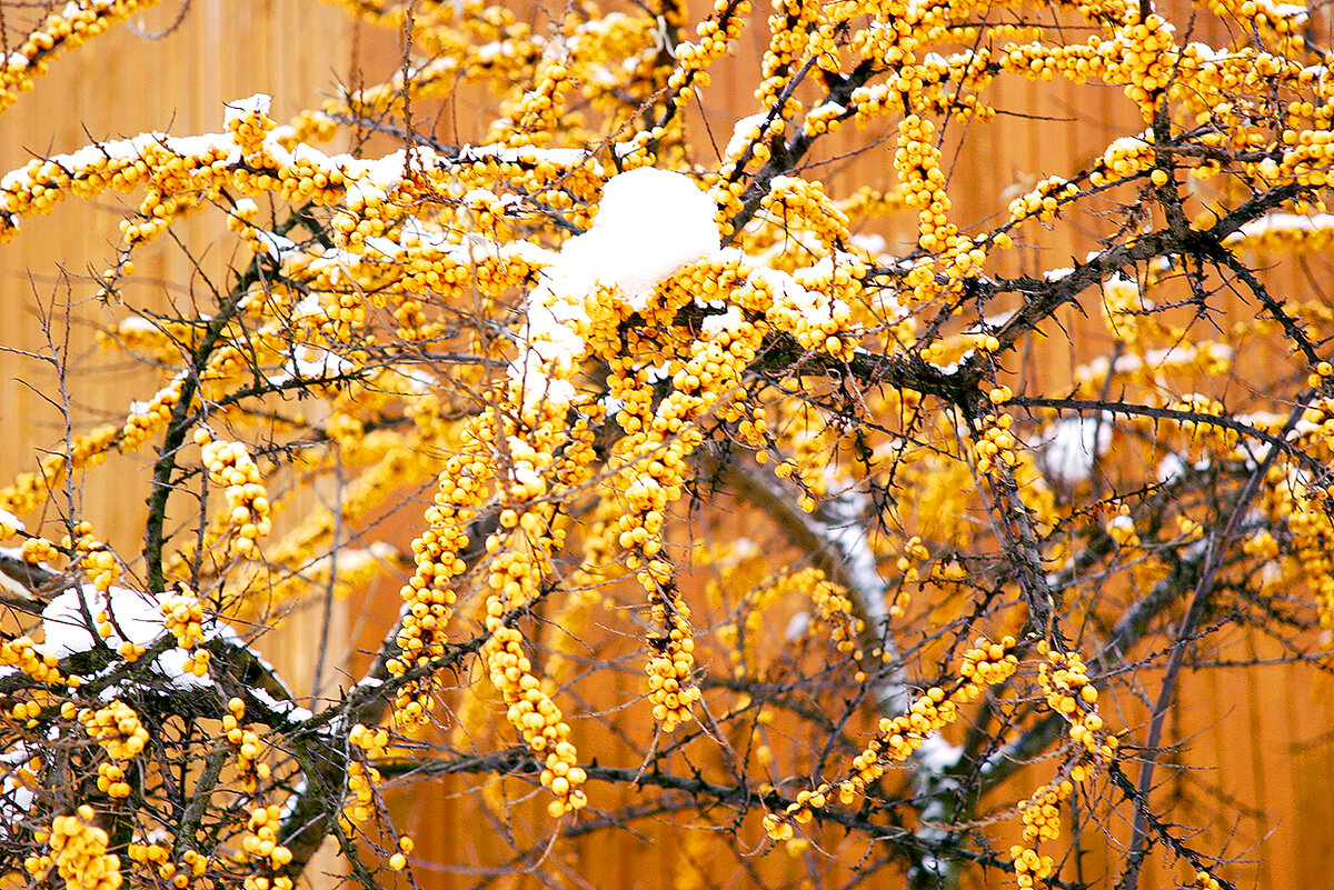 Одна из основных проблем при выращивании облепихи - это собрать урожай. Вкусные и полезные ягоды защищают очень острые колючки! Без специальных подручных средств управится сложно