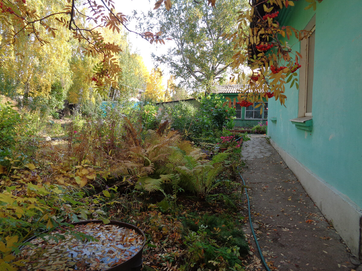 Очарование осеннего сада