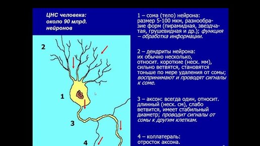 Дубынин В. А. - Физиология сенсорных и двигательных систем - Органы чувств и мозг