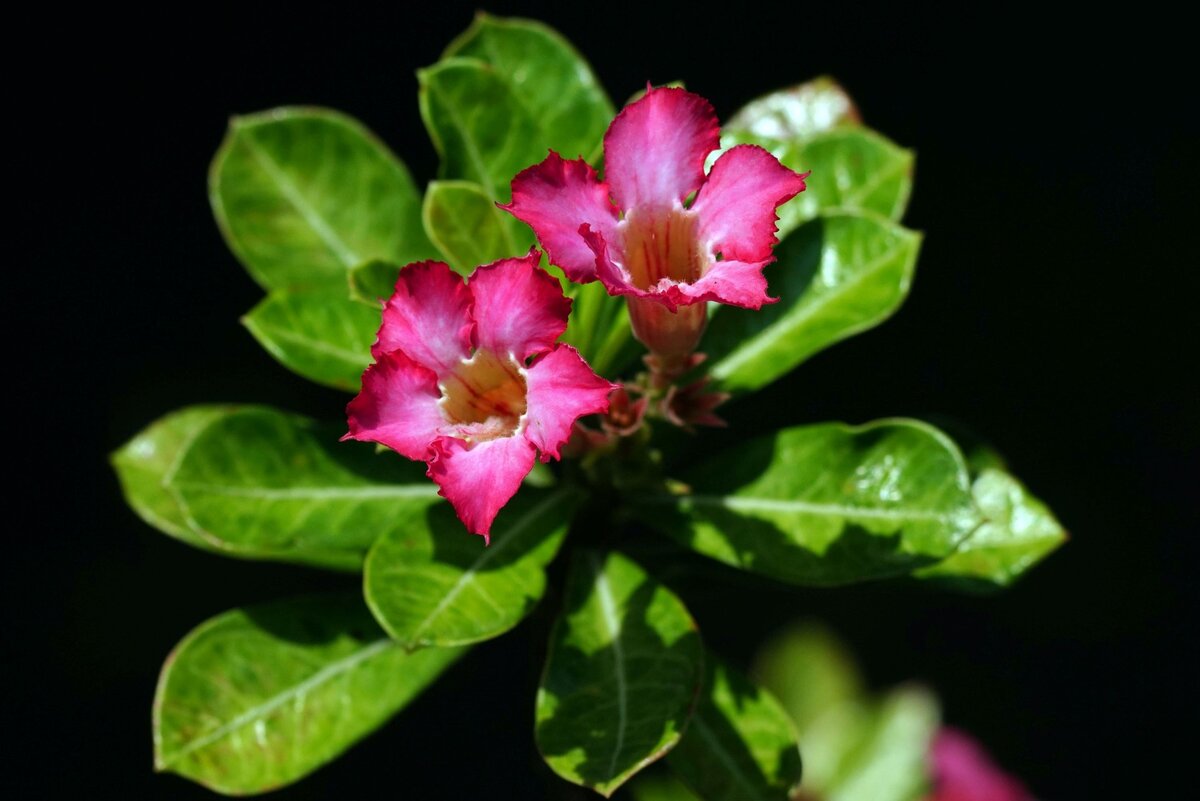 Адениум (пустынная роза) - эффектное, суккулентное растение. Фото с сайта pixabay.com