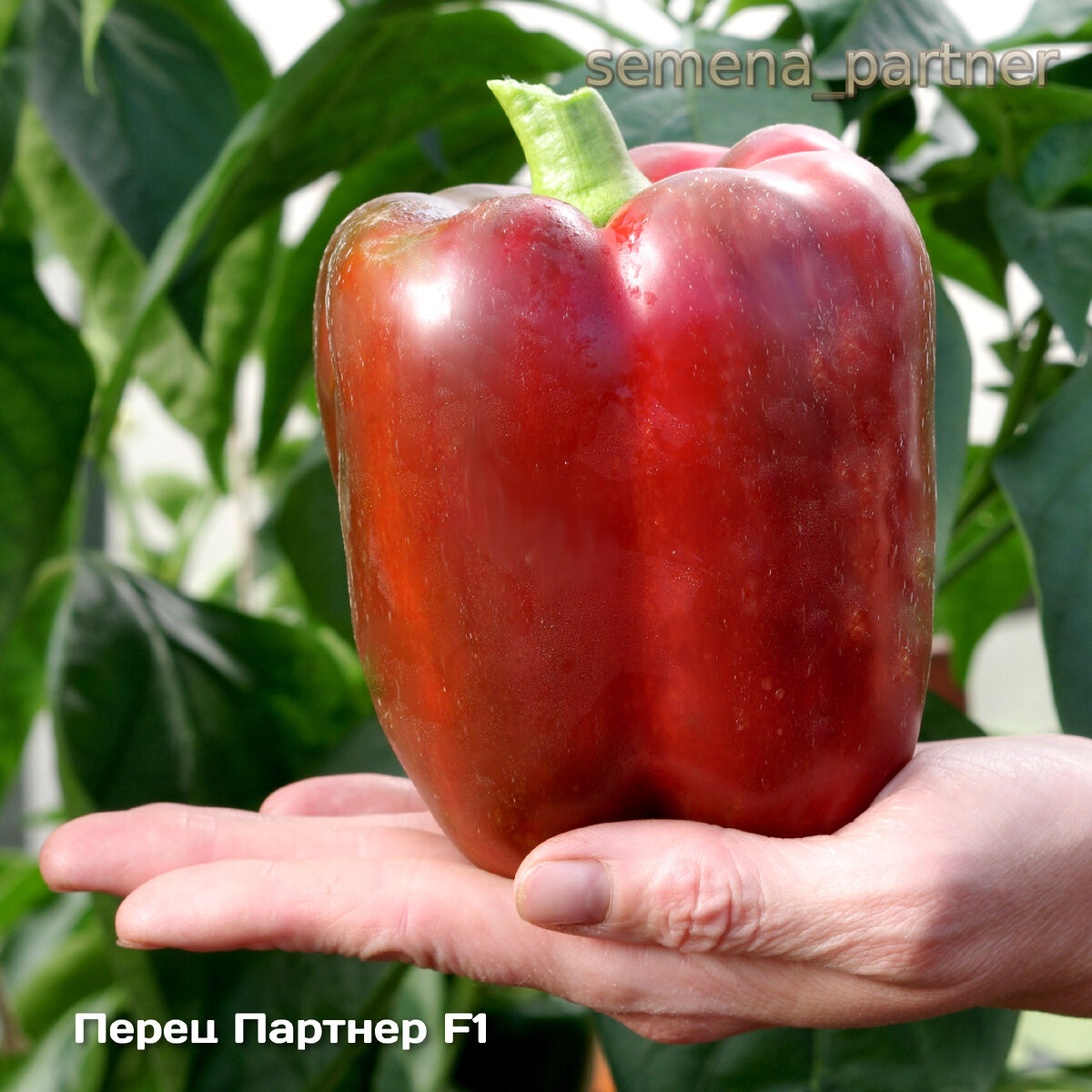 Партнер