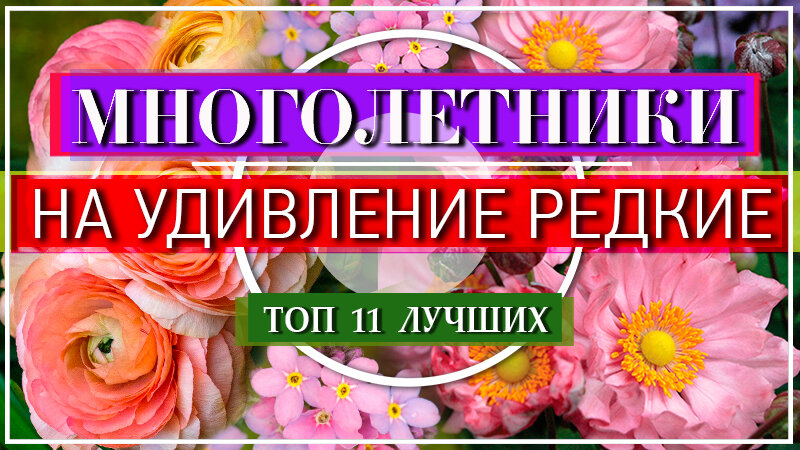 Данное видео, о незаслуженно редких цветах, но уже МНОГОЛЕТНИХ Цветов, можете посмотреть в видео в конце статьи