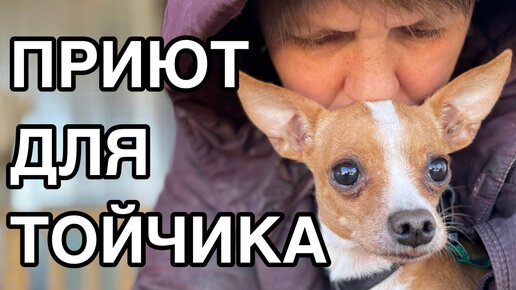 Télécharger la video: Спасение животных/Забирайте! Но не гладьте, может укусить