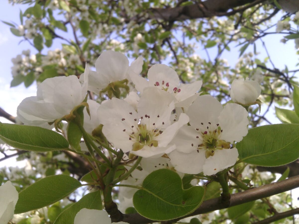 Цветы Яблони.